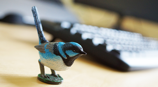 Blue Wren bird