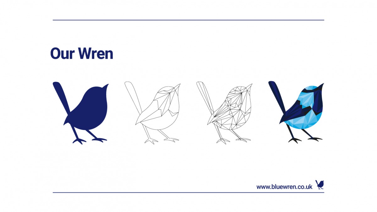 The evolution of our wren`